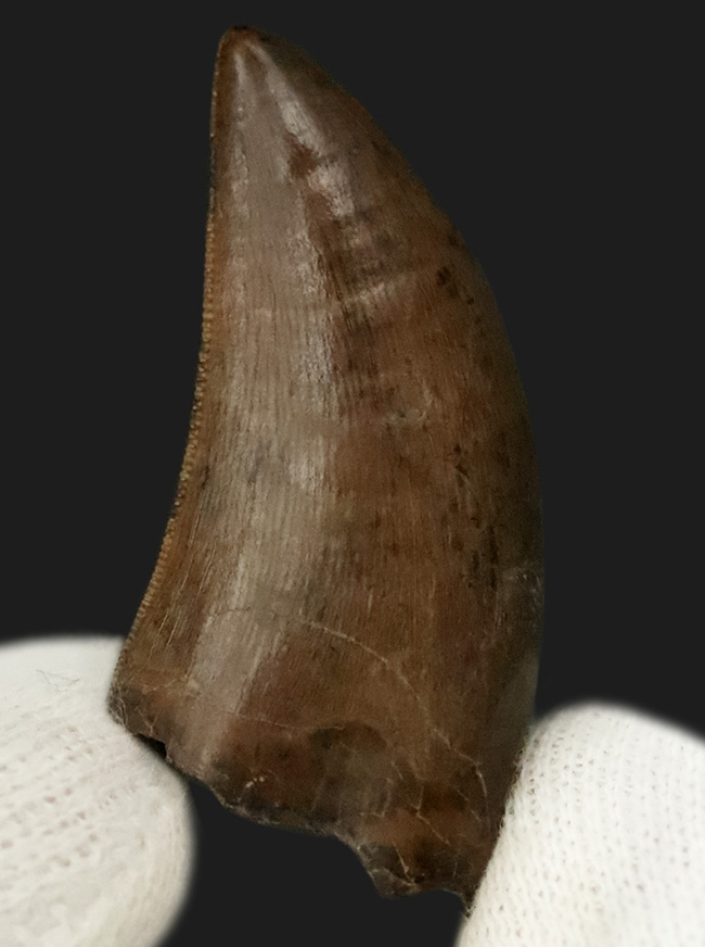 これ以上の保存状態は望めません……これぞジェム！極上の保存状態を維持した、ティラノサウルス・レックス（Tyrannosaurus rex）の亜成体の歯化石（その3）