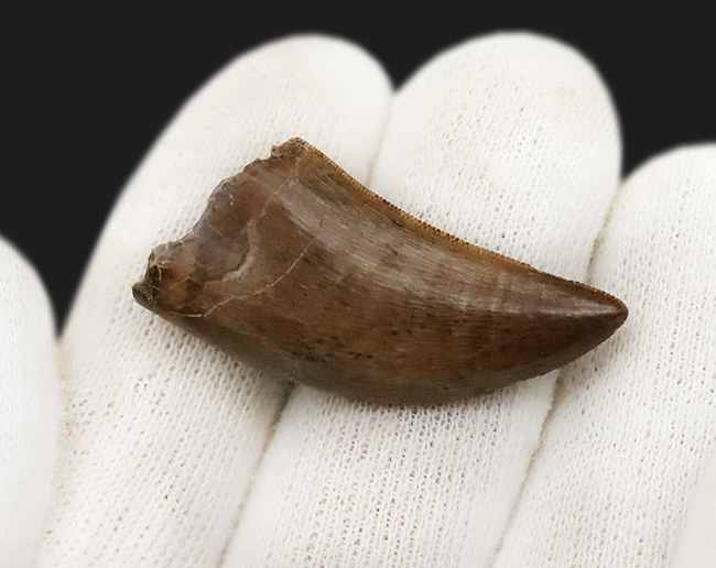 これ以上の保存状態は望めません……これぞジェム！極上の保存状態を維持した、ティラノサウルス・レックス（Tyrannosaurus rex）の亜成体の歯化石（その4）