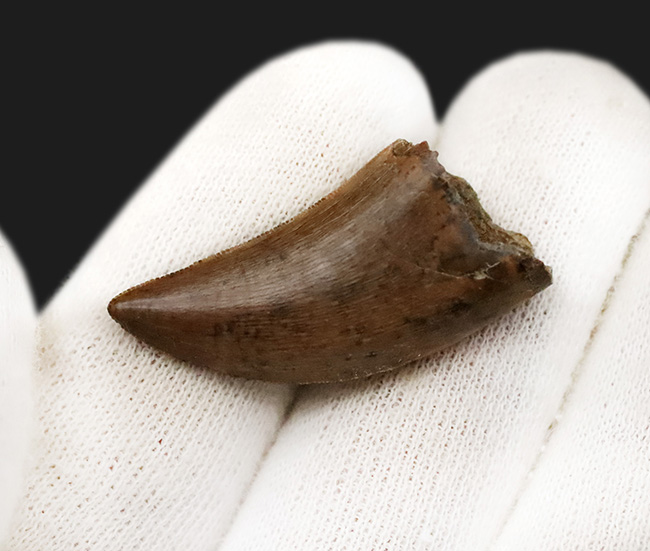 これ以上の保存状態は望めません……これぞジェム！極上の保存状態を維持した、ティラノサウルス・レックス（Tyrannosaurus rex）の亜成体の歯化石（その5）