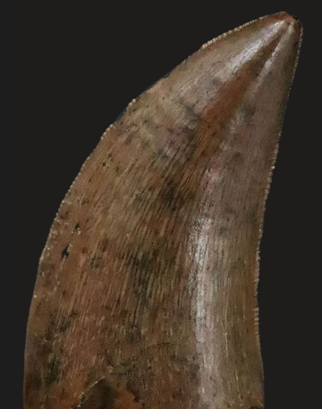 これ以上の保存状態は望めません……これぞジェム！極上の保存状態を維持した、ティラノサウルス・レックス（Tyrannosaurus rex）の亜成体の歯化石（その6）