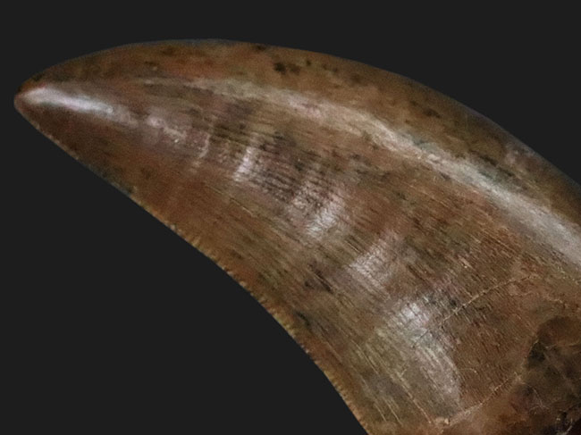 これ以上の保存状態は望めません……これぞジェム！極上の保存状態を維持した、ティラノサウルス・レックス（Tyrannosaurus rex）の亜成体の歯化石（その7）