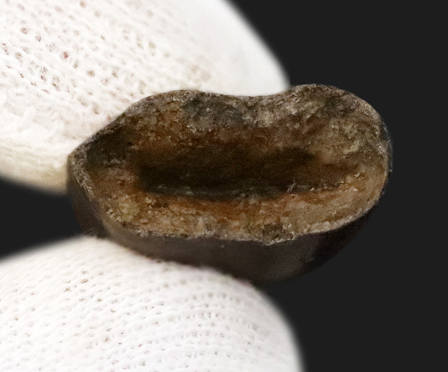 これ以上の保存状態は望めません……これぞジェム！極上の保存状態を維持した、ティラノサウルス・レックス（Tyrannosaurus rex）の亜成体の歯化石（その8）