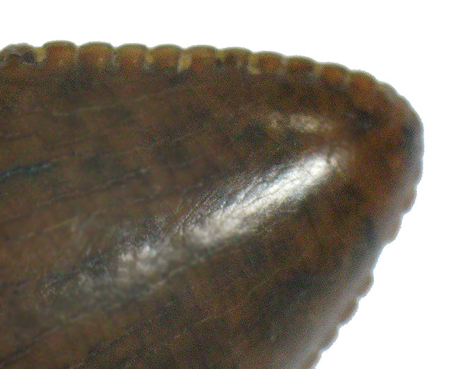 これ以上の保存状態は望めません……これぞジェム！極上の保存状態を維持した、ティラノサウルス・レックス（Tyrannosaurus rex）の亜成体の歯化石（その9）