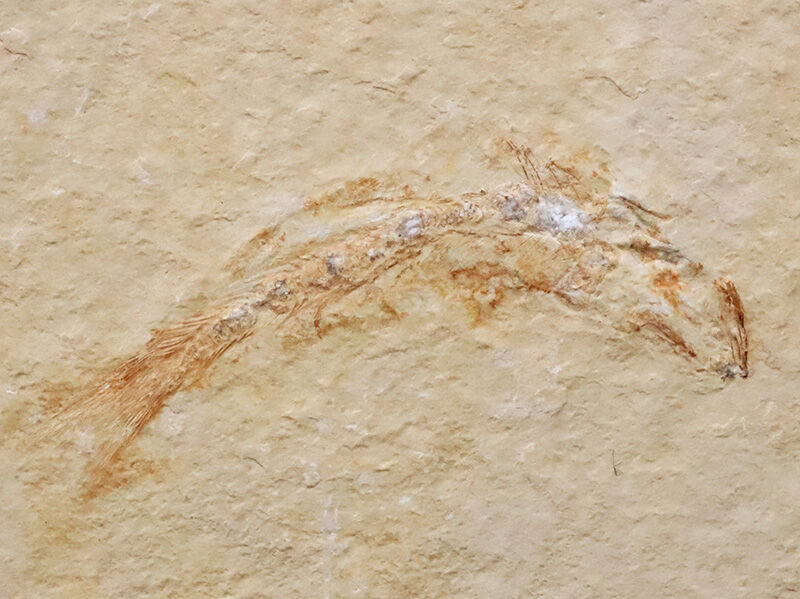 世界的名産地、ドイツ・ゾルンホーフェン産……現生魚類「真骨類」の最も初期のグループの一つ、レプトレピデス・スプラッティフォルミス（Leptolepides sprattiformis）（その1）