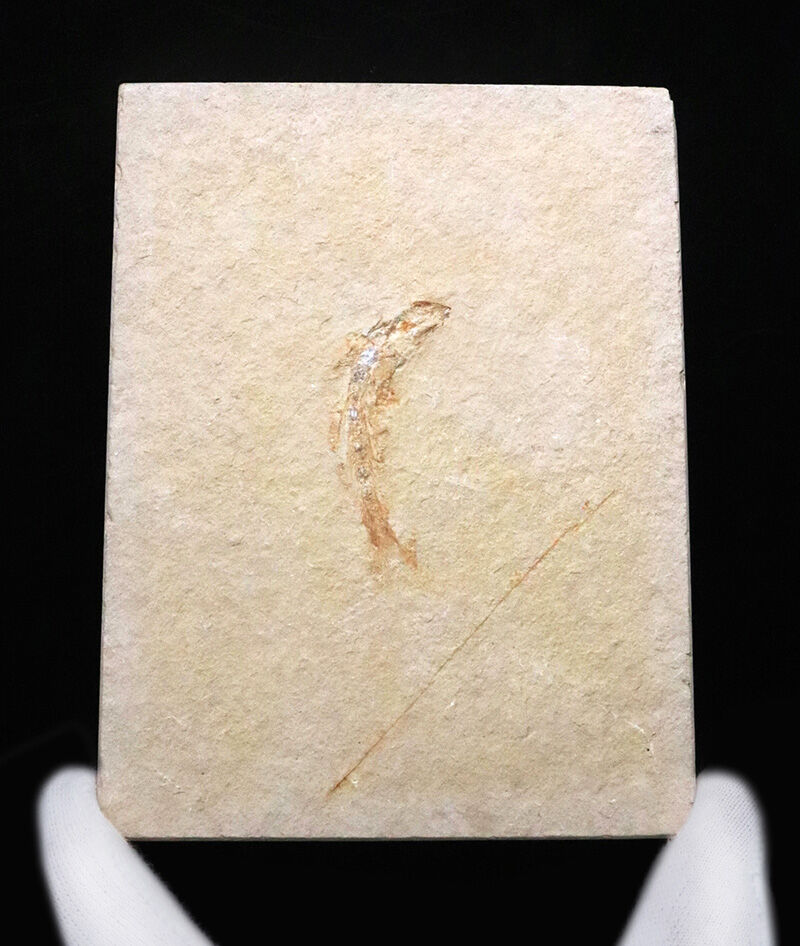 世界的名産地、ドイツ・ゾルンホーフェン産……現生魚類「真骨類」の最も初期のグループの一つ、レプトレピデス・スプラッティフォルミス（Leptolepides sprattiformis）（その2）