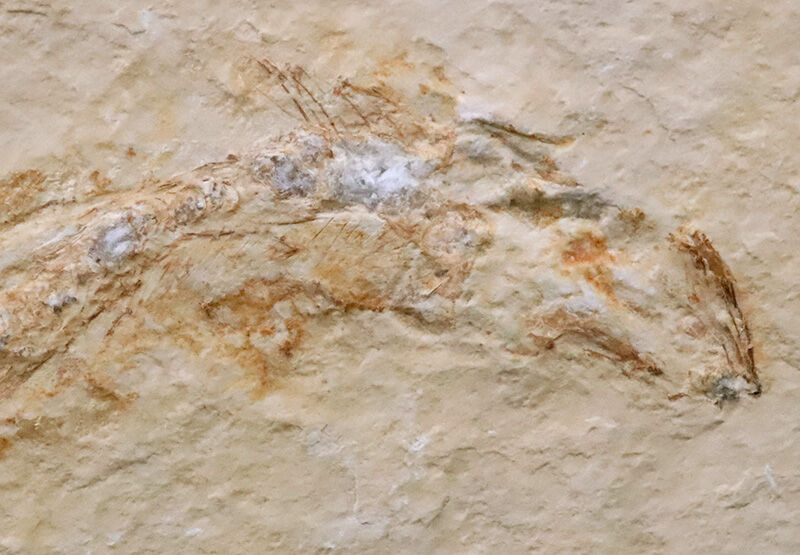 世界的名産地、ドイツ・ゾルンホーフェン産……現生魚類「真骨類」の最も初期のグループの一つ、レプトレピデス・スプラッティフォルミス（Leptolepides sprattiformis）（その4）