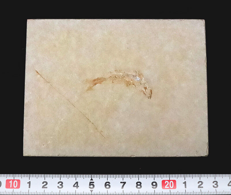 世界的名産地、ドイツ・ゾルンホーフェン産……現生魚類「真骨類」の最も初期のグループの一つ、レプトレピデス・スプラッティフォルミス（Leptolepides sprattiformis）（その7）