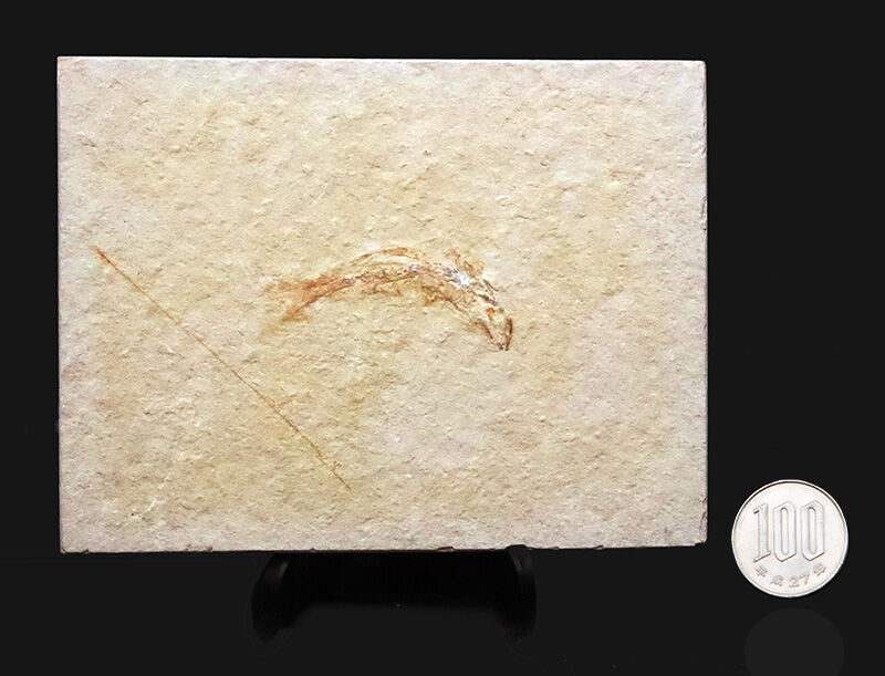 世界的名産地、ドイツ・ゾルンホーフェン産……現生魚類「真骨類」の最も初期のグループの一つ、レプトレピデス・スプラッティフォルミス（Leptolepides sprattiformis）（その8）