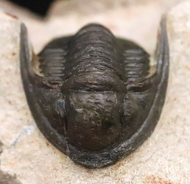 頭部縁部のツバや頬棘まで丁寧にクリーニングが施された、極めて状態の良いコルヌプロエタス（Cornuproetus）（その1）