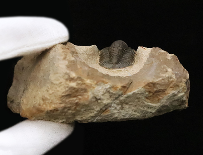 頭部縁部のツバや頬棘まで丁寧にクリーニングが施された、極めて状態の良いコルヌプロエタス（Cornuproetus）（その10）