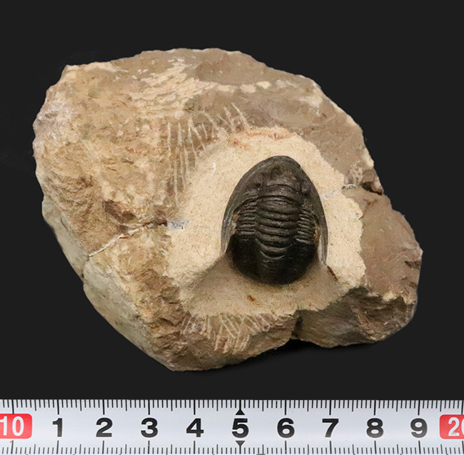 頭部縁部のツバや頬棘まで丁寧にクリーニングが施された、極めて状態の良いコルヌプロエタス（Cornuproetus）（その11）