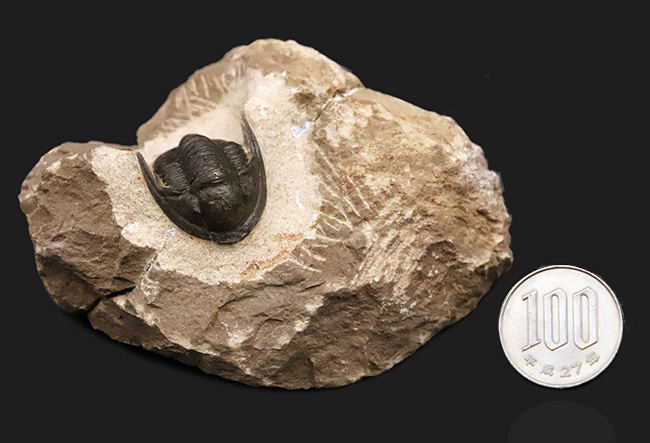 頭部縁部のツバや頬棘まで丁寧にクリーニングが施された、極めて状態の良いコルヌプロエタス（Cornuproetus）（その12）