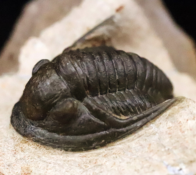 頭部縁部のツバや頬棘まで丁寧にクリーニングが施された、極めて状態の良いコルヌプロエタス（Cornuproetus）（その2）