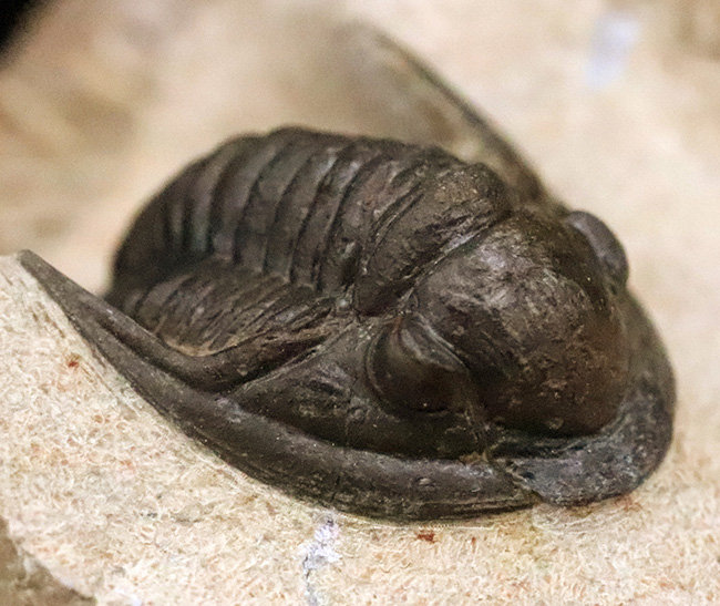 頭部縁部のツバや頬棘まで丁寧にクリーニングが施された、極めて状態の良いコルヌプロエタス（Cornuproetus）（その3）