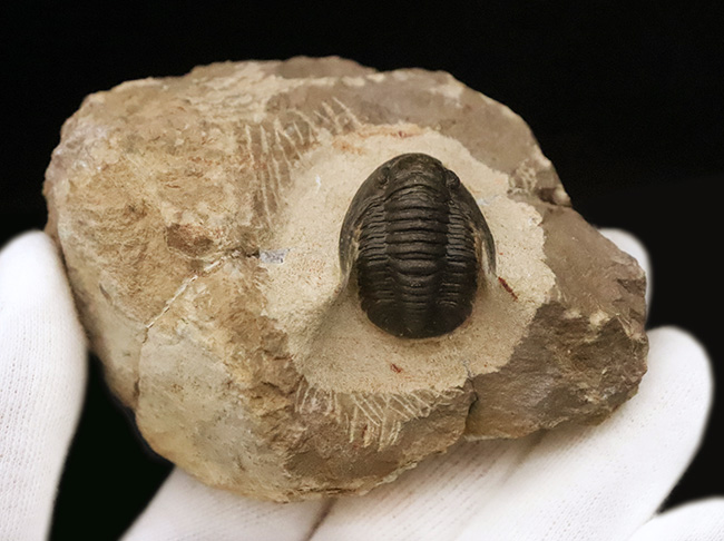 頭部縁部のツバや頬棘まで丁寧にクリーニングが施された、極めて状態の良いコルヌプロエタス（Cornuproetus）（その4）