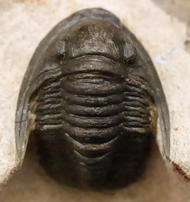 頭部縁部のツバや頬棘まで丁寧にクリーニングが施された、極めて状態の良いコルヌプロエタス（Cornuproetus）（その5）