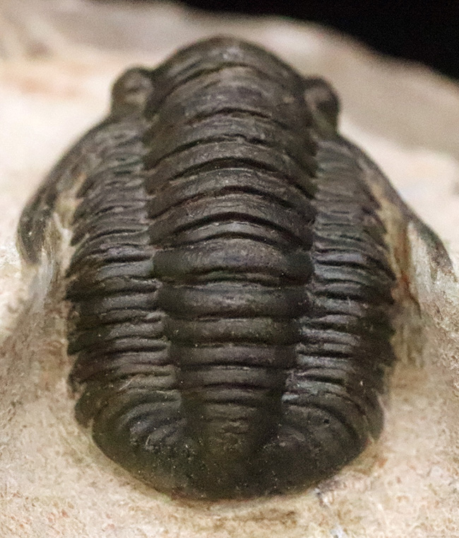 頭部縁部のツバや頬棘まで丁寧にクリーニングが施された、極めて状態の良いコルヌプロエタス（Cornuproetus）（その6）