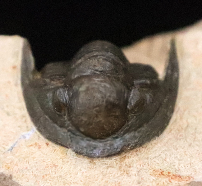 頭部縁部のツバや頬棘まで丁寧にクリーニングが施された、極めて状態の良いコルヌプロエタス（Cornuproetus）（その7）