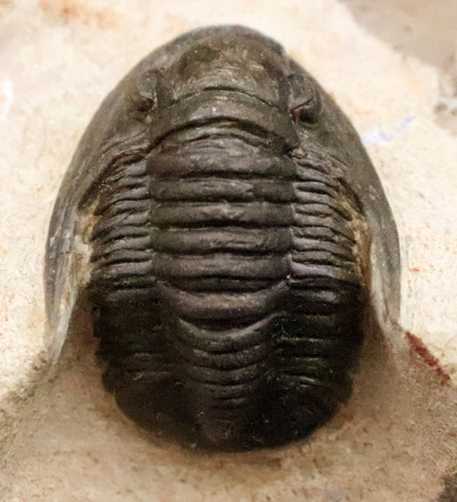 頭部縁部のツバや頬棘まで丁寧にクリーニングが施された、極めて状態の良いコルヌプロエタス（Cornuproetus）（その8）