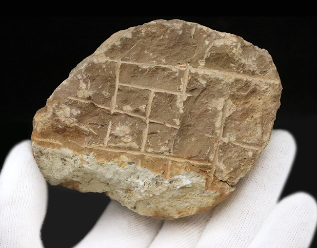 頭部縁部のツバや頬棘まで丁寧にクリーニングが施された、極めて状態の良いコルヌプロエタス（Cornuproetus）（その9）