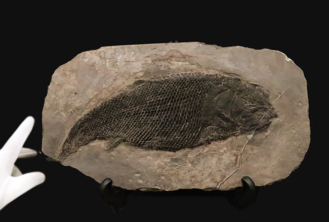 三畳紀の超希少なオールドコレクション！ガノイン鱗の保存状態が際立つ、アジアレピドタス・シンギエンシス（Asialepidotus shingyiensis）魚化石（その1）