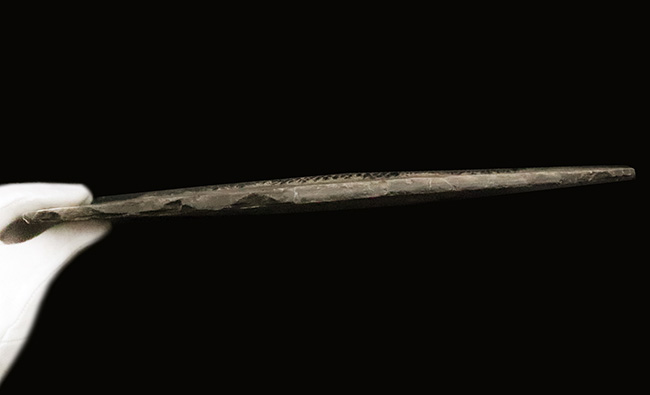 三畳紀の超希少なオールドコレクション！ガノイン鱗の保存状態が際立つ、アジアレピドタス・シンギエンシス（Asialepidotus shingyiensis）魚化石（その11）