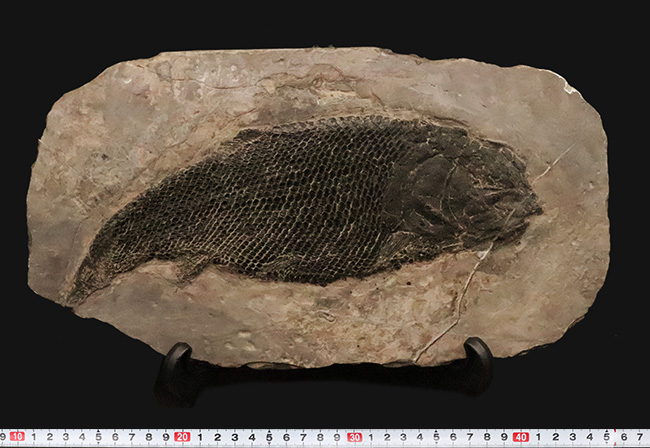 三畳紀の超希少なオールドコレクション！ガノイン鱗の保存状態が際立つ、アジアレピドタス・シンギエンシス（Asialepidotus shingyiensis）魚化石（その12）