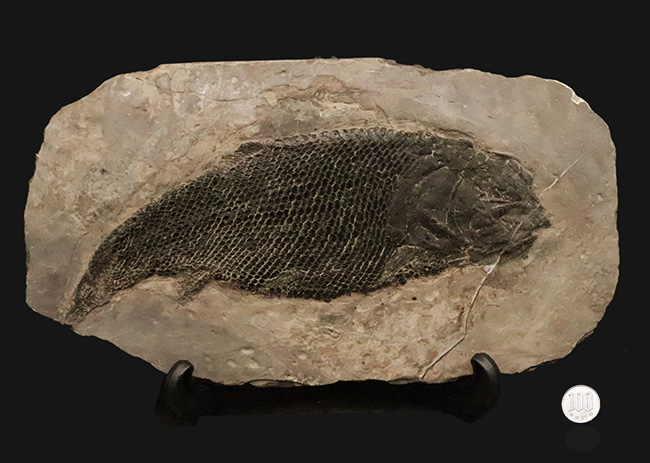 三畳紀の超希少なオールドコレクション！ガノイン鱗の保存状態が際立つ、アジアレピドタス・シンギエンシス（Asialepidotus shingyiensis）魚化石（その13）