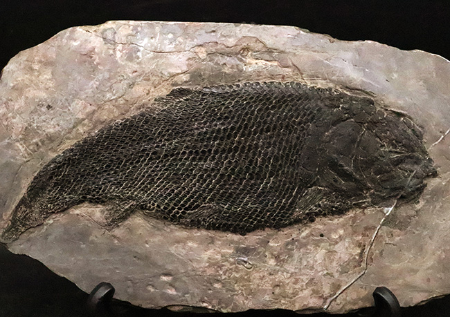 三畳紀の超希少なオールドコレクション！ガノイン鱗の保存状態が際立つ、アジアレピドタス・シンギエンシス（Asialepidotus shingyiensis）魚化石（その2）