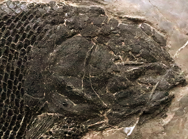 三畳紀の超希少なオールドコレクション！ガノイン鱗の保存状態が際立つ、アジアレピドタス・シンギエンシス（Asialepidotus shingyiensis）魚化石（その3）