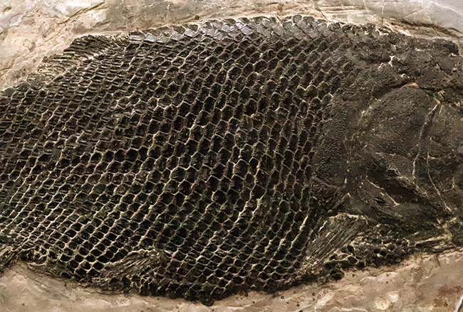 三畳紀の超希少なオールドコレクション！ガノイン鱗の保存状態が際立つ、アジアレピドタス・シンギエンシス（Asialepidotus shingyiensis）魚化石（その4）