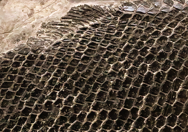 三畳紀の超希少なオールドコレクション！ガノイン鱗の保存状態が際立つ、アジアレピドタス・シンギエンシス（Asialepidotus shingyiensis）魚化石（その6）