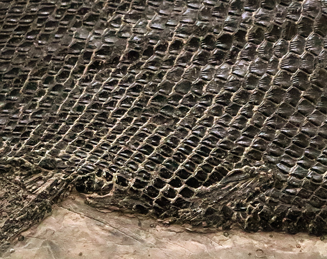 三畳紀の超希少なオールドコレクション！ガノイン鱗の保存状態が際立つ、アジアレピドタス・シンギエンシス（Asialepidotus shingyiensis）魚化石（その8）