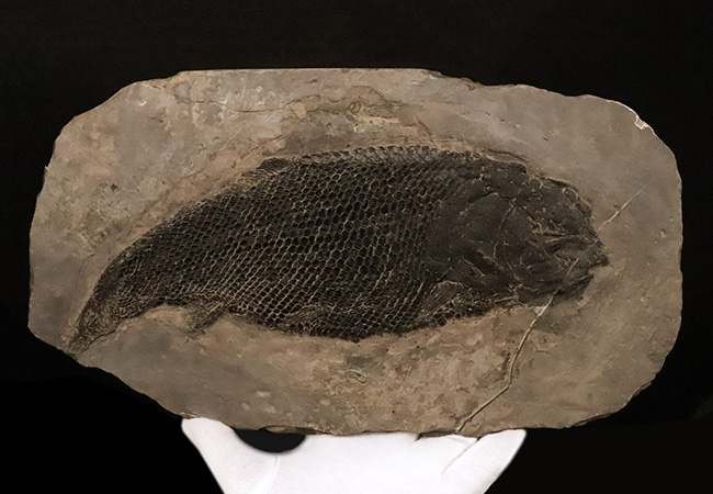 三畳紀の超希少なオールドコレクション！ガノイン鱗の保存状態が際立つ、アジアレピドタス・シンギエンシス（Asialepidotus shingyiensis）魚化石（その9）