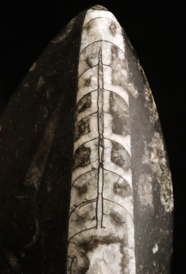 全長127mmの重厚感。浮力制御の要「連室細管」が中央を貫く、漆黒の母岩とコントラストが美しいデボン紀の大型直角石（オルソセラス・Orthoceras）（その2）