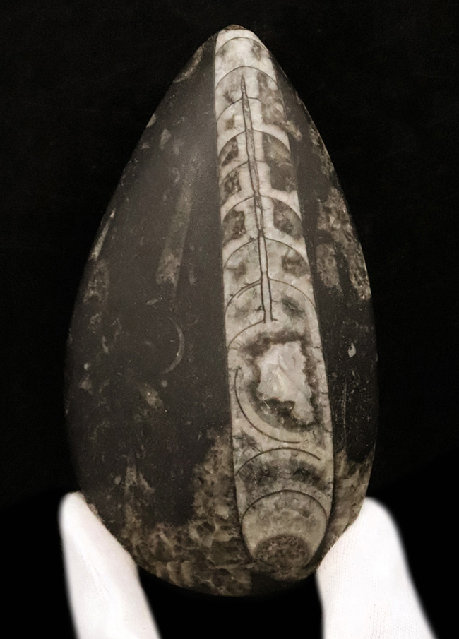 全長127mmの重厚感。浮力制御の要「連室細管」が中央を貫く、漆黒の母岩とコントラストが美しいデボン紀の大型直角石（オルソセラス・Orthoceras）（その6）