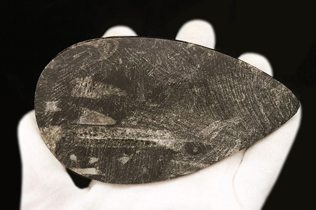 全長127mmの重厚感。浮力制御の要「連室細管」が中央を貫く、漆黒の母岩とコントラストが美しいデボン紀の大型直角石（オルソセラス・Orthoceras）（その7）