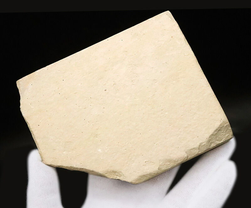 ほぼ完全に輪郭が残された上質品！ワイオミング州グリーンリバー層産、生態系上位の肉食魚、ディプロミスタスの化石（その5）