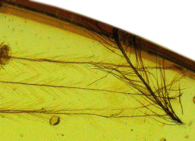 恐竜化石コレクター感涙の逸品!白亜紀の鳥類、あるいは恐竜のものとされる「羽毛」を内包した、非常に希少なミャンマー産の琥珀、バーマイト(Burmite)(その4)
