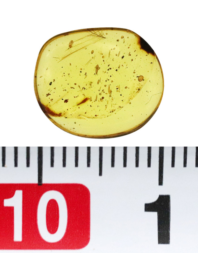 恐竜化石コレクター感涙の逸品!白亜紀の鳥類、あるいは恐竜のものとされる「羽毛」を内包した、非常に希少なミャンマー産の琥珀、バーマイト(Burmite)(その7)