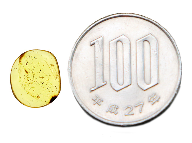 恐竜化石コレクター感涙の逸品!白亜紀の鳥類、あるいは恐竜のものとされる「羽毛」を内包した、非常に希少なミャンマー産の琥珀、バーマイト(Burmite)(その8)