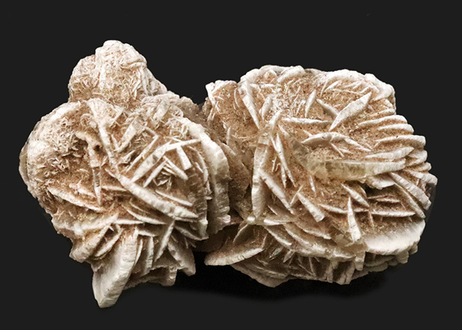 モロッコのサハラ砂漠で採取された、石膏から成る「砂漠の薔薇(Desert Rose)」(その1)