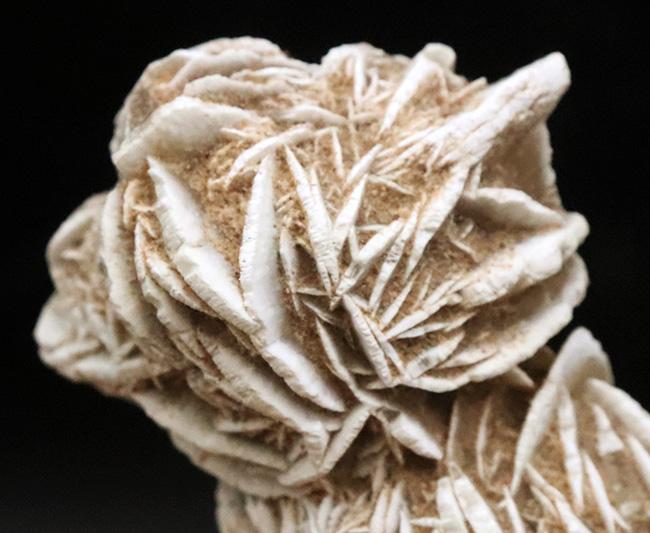 モロッコのサハラ砂漠で採取された、石膏から成る「砂漠の薔薇(Desert Rose)」(その3)