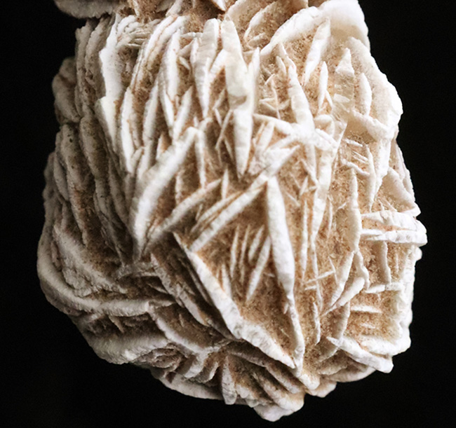 モロッコのサハラ砂漠で採取された、石膏から成る「砂漠の薔薇(Desert Rose)」(その4)
