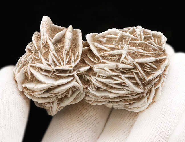 モロッコのサハラ砂漠で採取された、石膏から成る「砂漠の薔薇（Desert