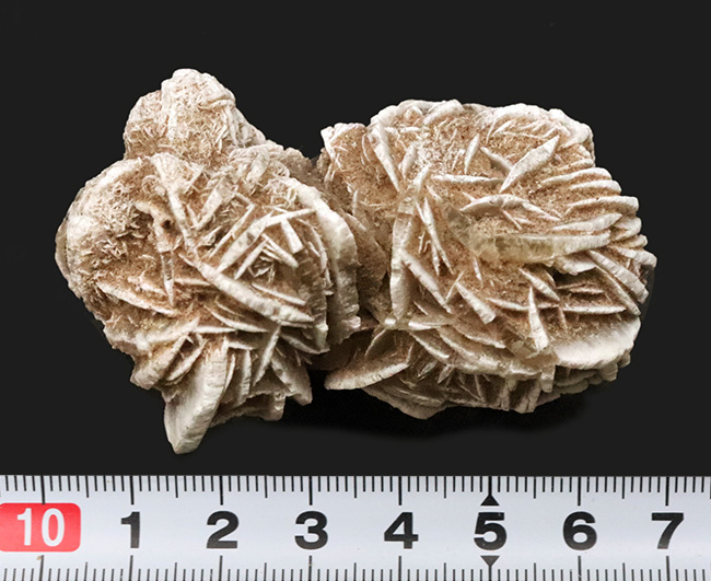 モロッコのサハラ砂漠で採取された、石膏から成る「砂漠の薔薇（Desert
