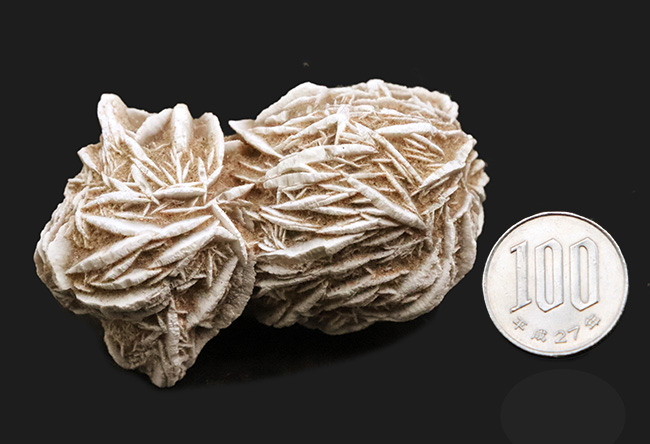 モロッコのサハラ砂漠で採取された、石膏から成る「砂漠の薔薇（Desert