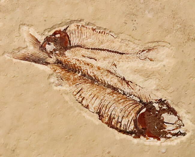 ダブル標本！米国グリーンリバー層産 ゴシウテクティス（Gosiutichthys）魚化石（その1）