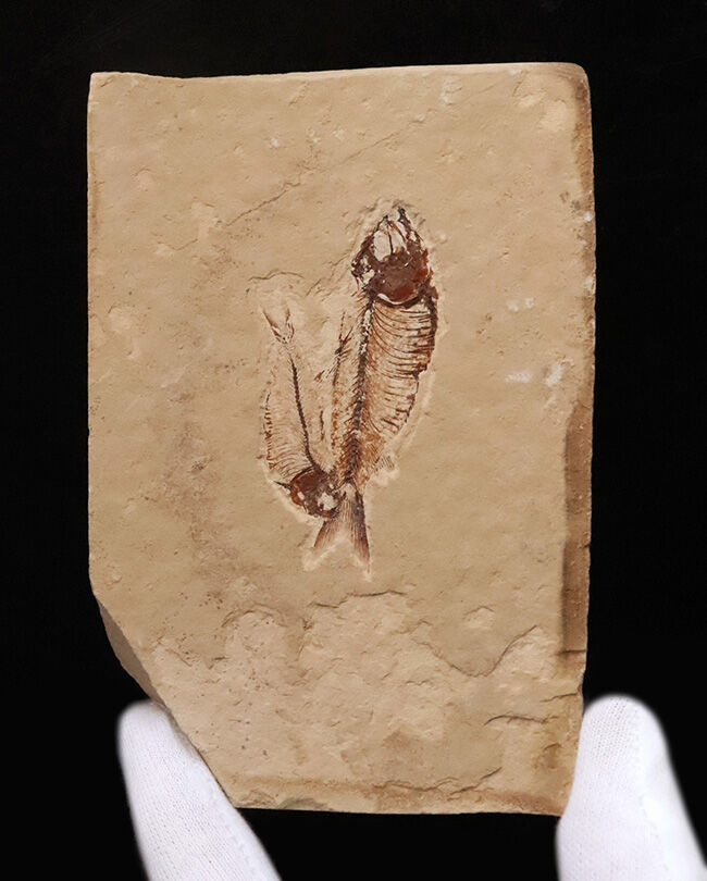 ダブル標本！米国グリーンリバー層産 ゴシウテクティス（Gosiutichthys）魚化石（その2）