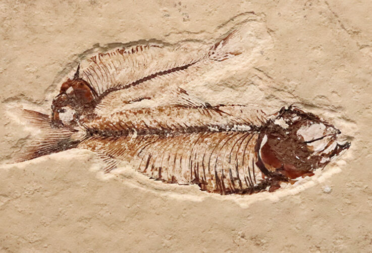 ダブル標本！米国グリーンリバー層産 ゴシウテクティス（Gosiutichthys）魚化石（その3）